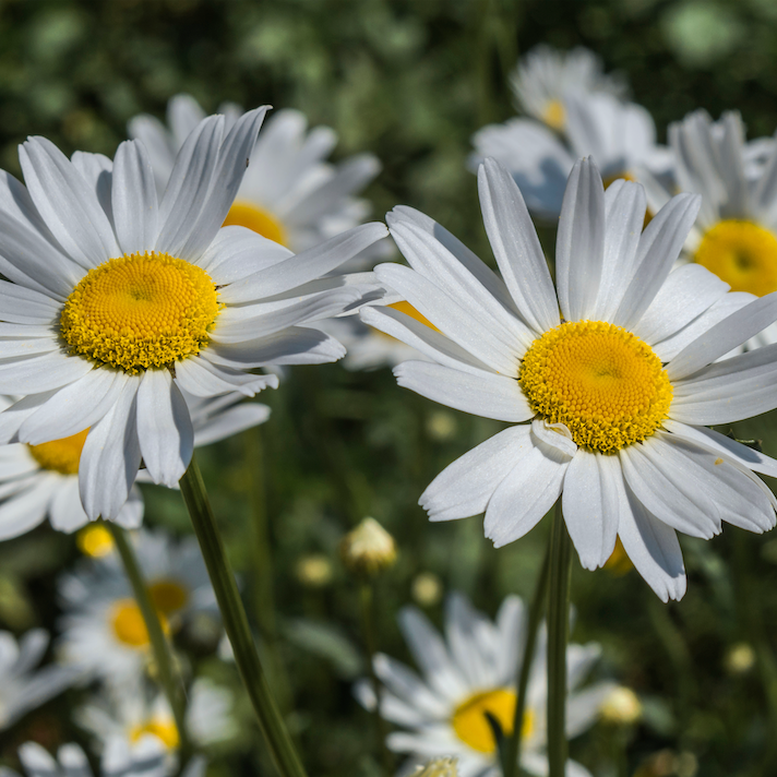 Close-up of blooming Ox-Eye Daisy flower with white petals and yellow center for garden planting