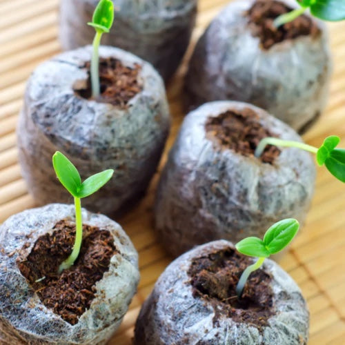 *FREE GIFT* Yellow JalapeΓ±o (All-in-1 Seed Kit)