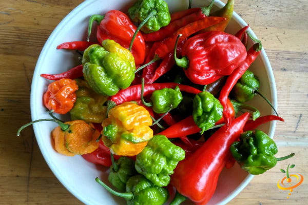 All-in-One WORLD'S Hottest Peppers π₯΅π₯πΆοΈ Variety Pack
