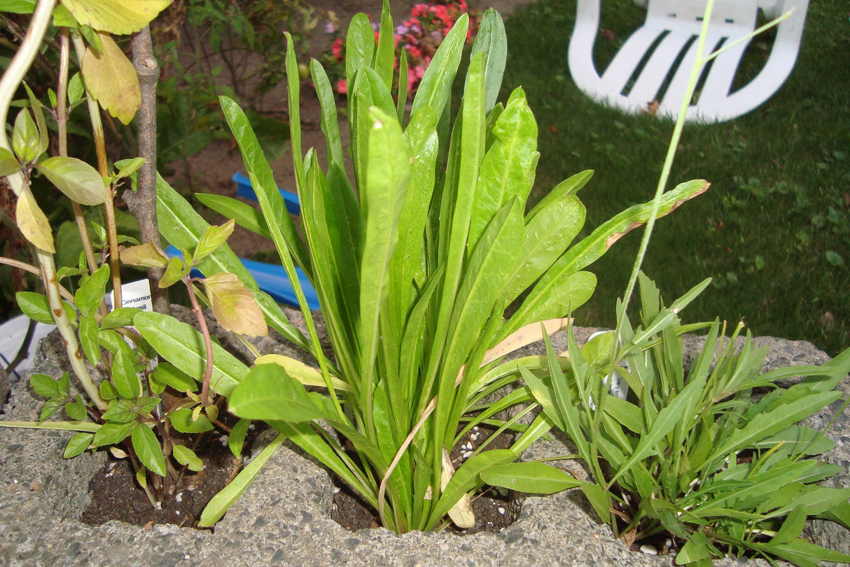 Dandelion flower seeds from SeedsNow.com showing mature dandelion plant with yellow blooms and fluffy seed heads.