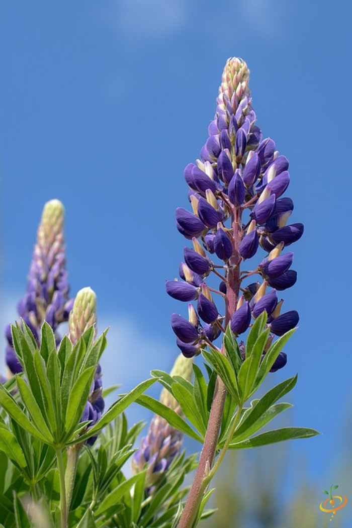 Dwarf Pixie Delight wildflower mix seed packet featuring colorful lupines for garden planting by SeedsNow.