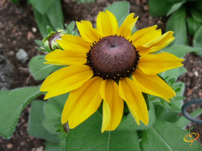 Grey-headed coneflower from SeedsNow Wildflower Mix, vibrant purple and grey petals, ideal for garden wildflower planting.