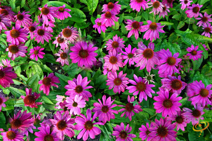 Purple coneflower from SeedsNow Wildflower Mix, a colorful wildflower scatter garden seed mix displaying vibrant coneflowers.