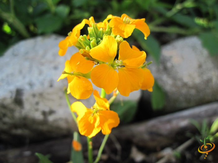 Partial shade wildflower mix by SeedsNow featuring Siberian wallflower and other colorful wildflowers for garden planting.