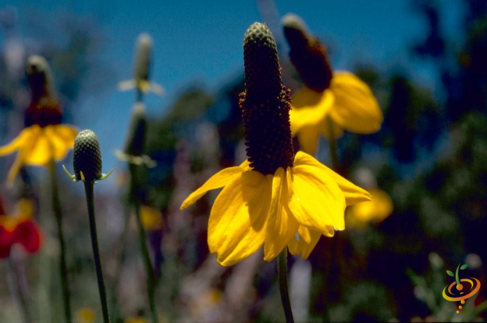 Wildflowers dryland scatter garden seed mix featuring yellow prairie coneflowers and native wildflower varieties.