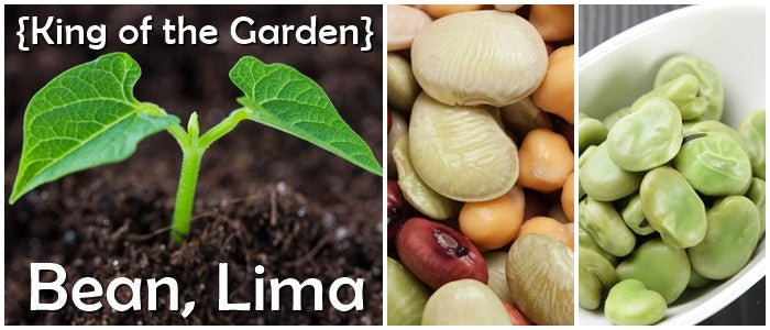 King of the Garden lima bean seedling and mature lima beans close-up