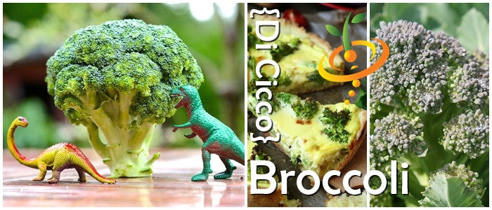 Broccoli Di Cicco seeds showing broccoli heads with toy dinosaurs and broccoli dishes