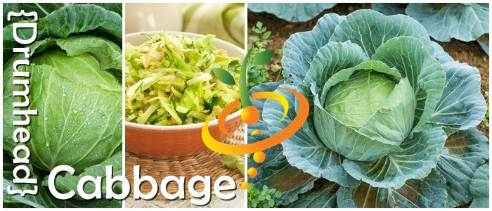 Large bluish green drumhead cabbage with shredded cabbage bowl, ideal for home gardens and cold hardy crops