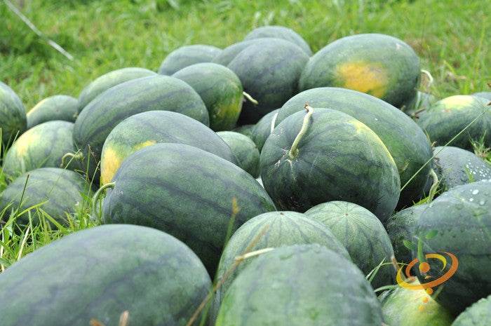 Cluster of dark green Florida Giant watermelons with yellow patches on grass field