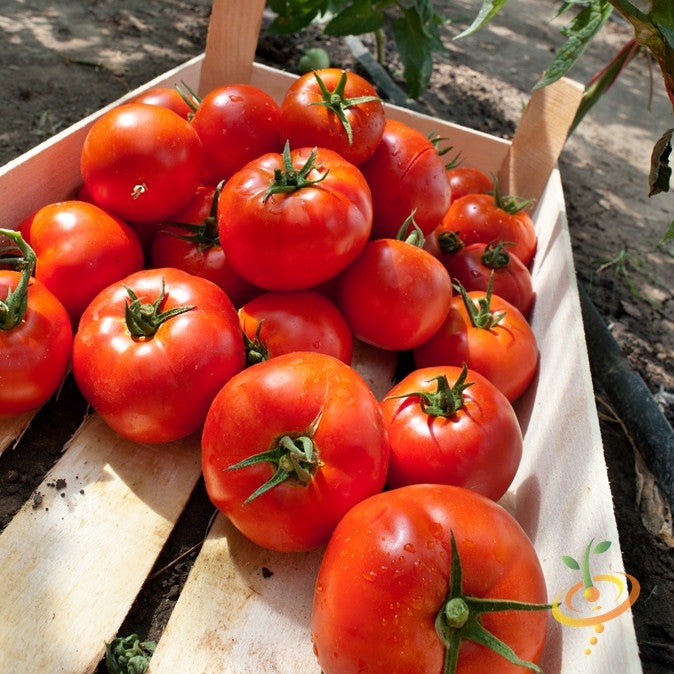 Shop Homestead tomato seeds to order online from the USA. Determinate for Southern gardens! Open-pollinated, USA-quality, NON-GMO organic seeds & more!