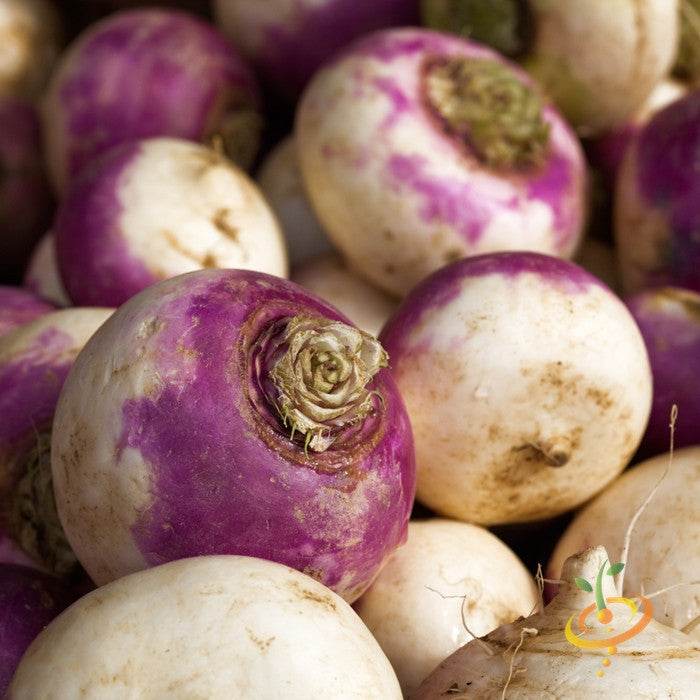 Close-up of heirloom non-GMO purple top white globe turnips with smooth round roots and vibrant purple tops