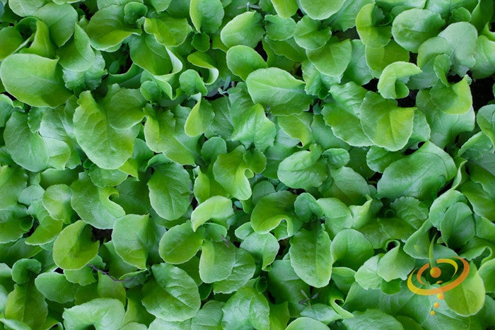 Close-up of fresh green mustard Tendergreen leaves from mustard seeds growing densely