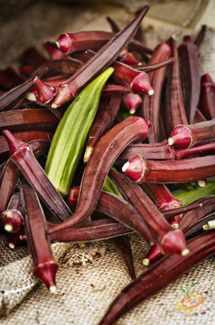 Close-up of fresh red burgundy okra pods with one green okra pod on burlap background