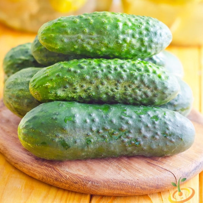 Order Homemade Pickle cucumber seeds online from the USA. High yields in a limited space! Open-pollinated OP, USA-quality, Heirloom, NON-GMO organic seeds & more!