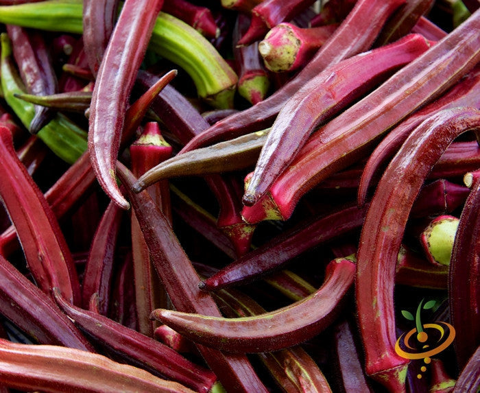 Close-up of fresh Red Burgundy okra pods with deep red stems and green tips