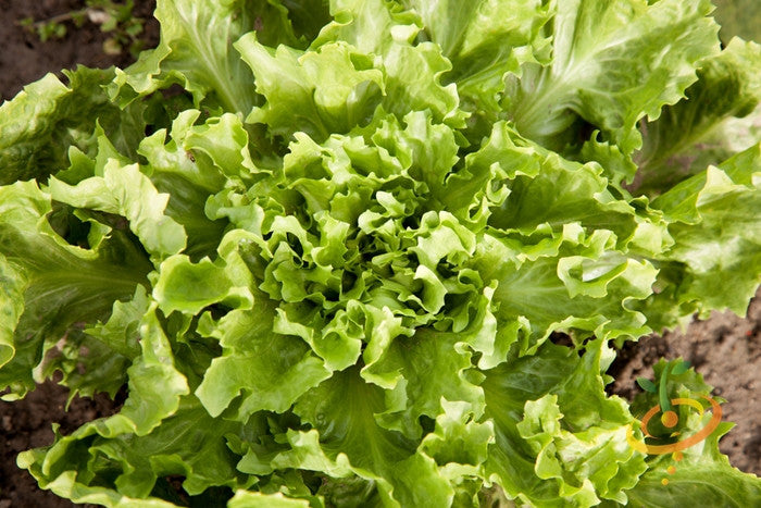 Broadleaf endive plant with dark green curly leaves and tender crisp ribs growing in soil