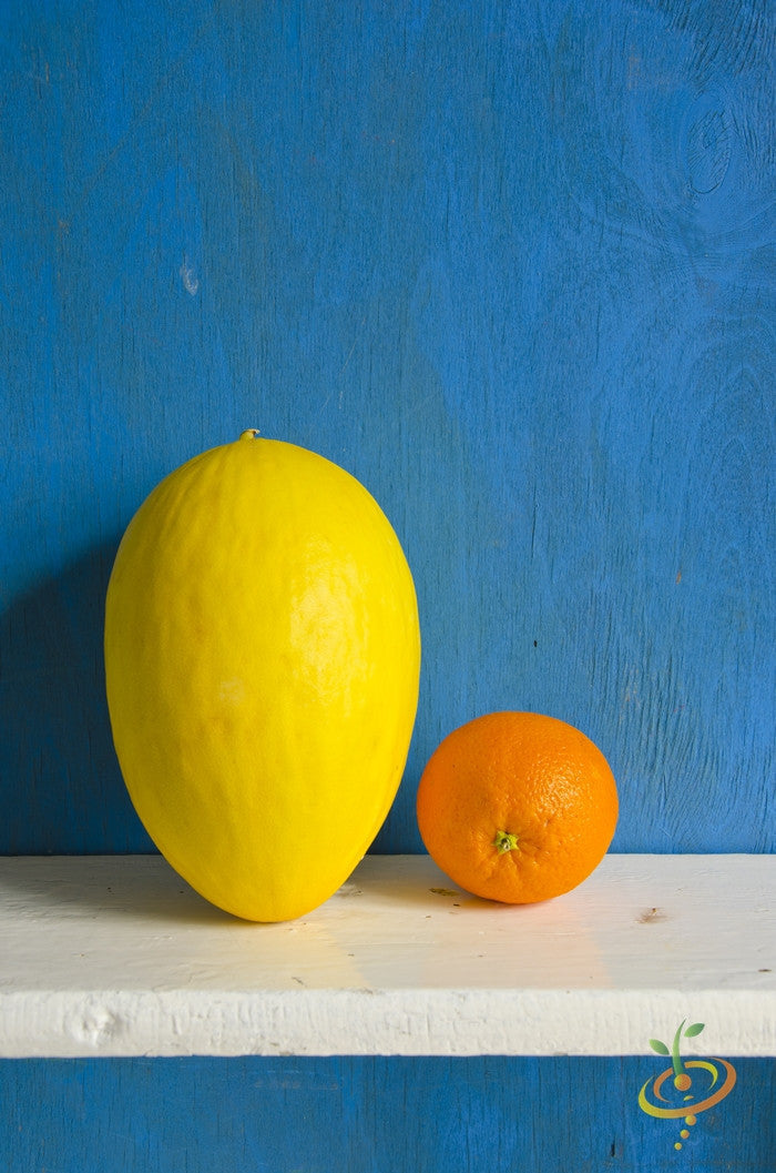 Golden yellow melon Amarillo Oro seeds from SeedsNow, close-up of seed packets with seeds and vibrant melon illustration.