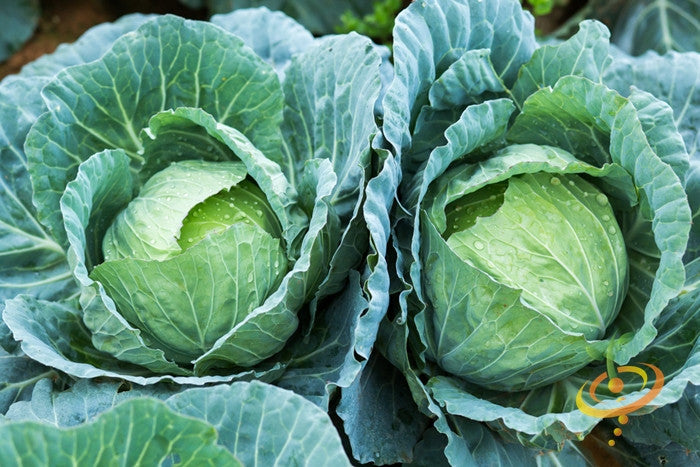 Close-up of large, bluish-green Drumhead cabbage heads grown from Drumhead seeds in a garden.