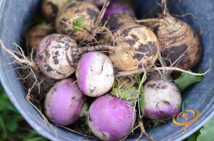 Freshly harvested purple top white globe turnips in a bucket with soil and roots visible