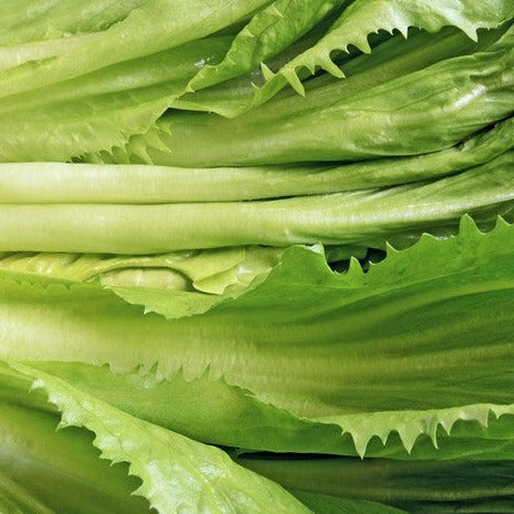 Close-up of fresh green broadleaf endive with crisp ribs for salads