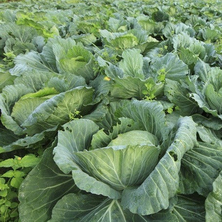 Fresh green Morris Heading collard seeds from SeedsNow, showing vibrant leafy greens and seed packets for planting.