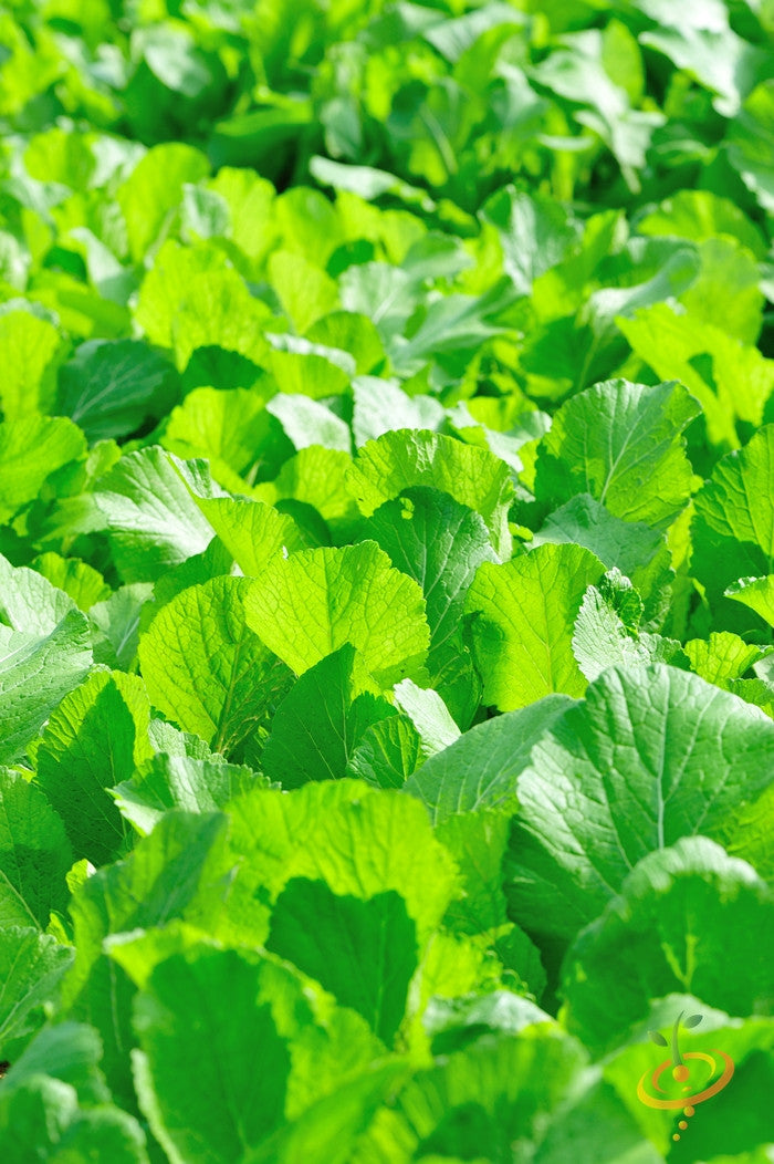 Fresh green mustard leaves from Florida Broadleaf seeds growing in a garden bed
