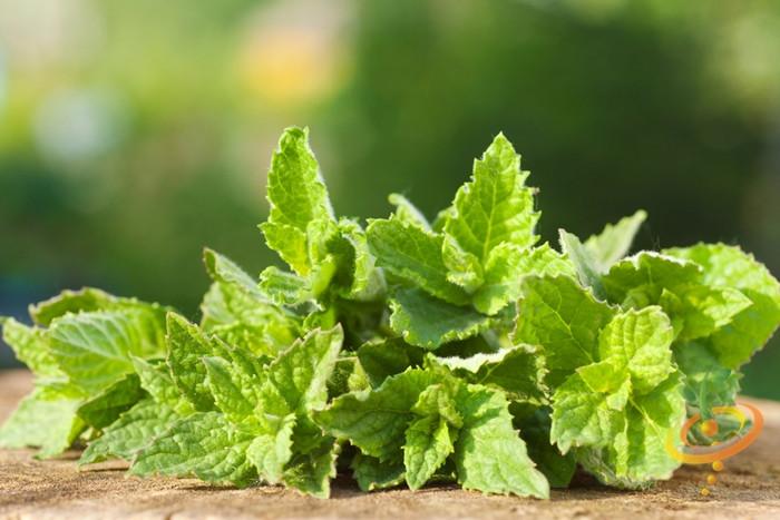 Mint peppermint seeds from SeedsNow, showing small green seed packets with mint plant illustrations and branding.