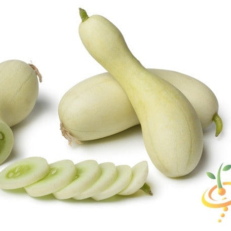 Order White Wonder Cucumber seeds online from the USA. Rare white heat-tolerant heirloom variety! Open-pollinated USA-quality Heirloom, NON-GMO organic seeds & more!