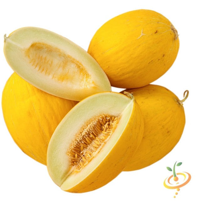 Buy Amarillo Oro Melon Seeds Online from USA | Vibrant Heirloom Variety