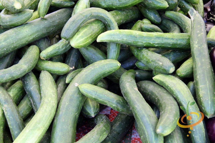 Pile of dark green curved Chinese Snake cucumbers with visible white spines