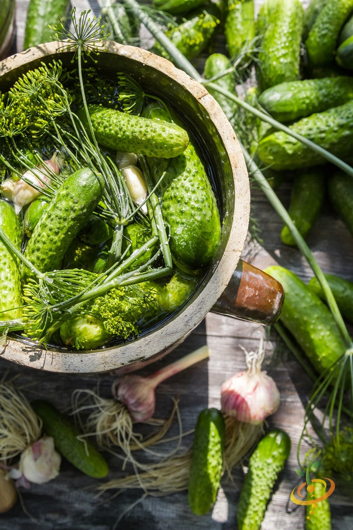 Homemade pickles cucumbers in a pot with dill and garlic on wooden surface