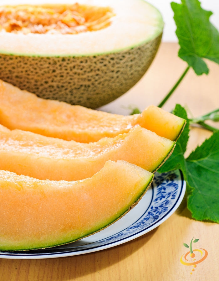 Fresh cantaloupe melon growing from SeedsNow jumbo melon seed plant, ripe and ready to harvest, with lush green leaves in the background.