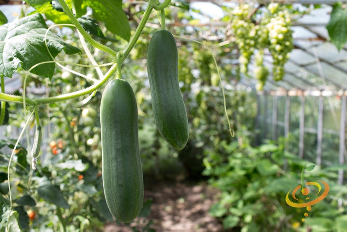 Fresh Marketmore cucumber seeds from SeedsNow, showing vibrant green cucumber seed packets on a white background.