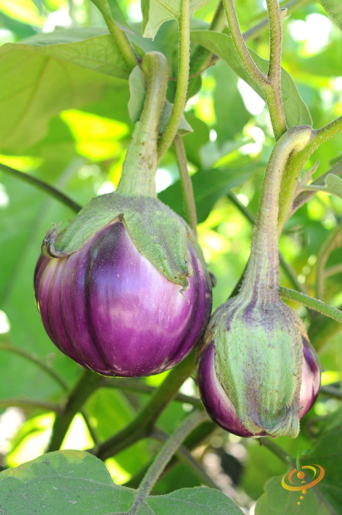 Round mauve heirloom eggplants growing on plant with green leaves and stems