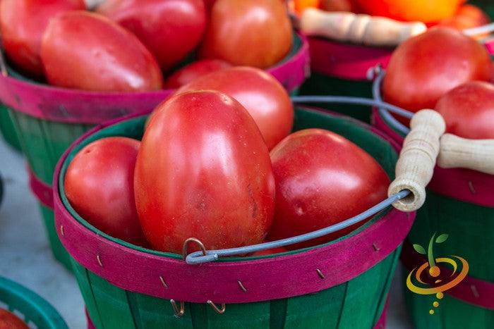 Tomato Roma seeds | Basket of ripe Roma tomatoes for sauce and paste cooking