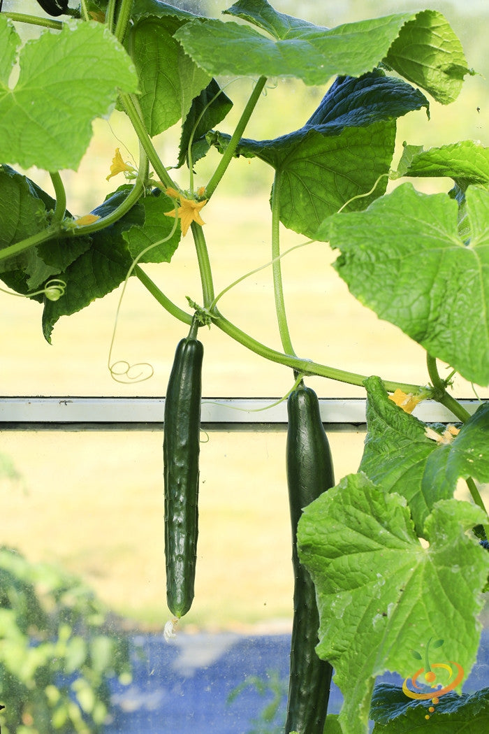 Chinese Snake cucumber fruits hanging from vibrant green vines with leaves and tendrils