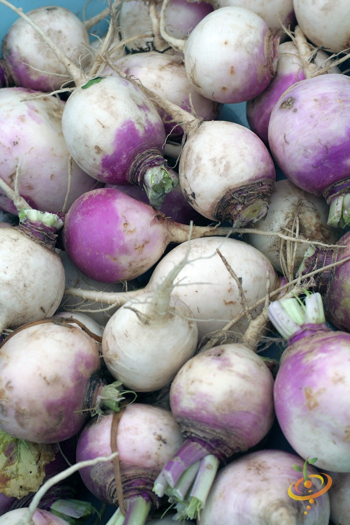 Fresh American Purple Top rutabaga roots with purple and yellow skin clustered together