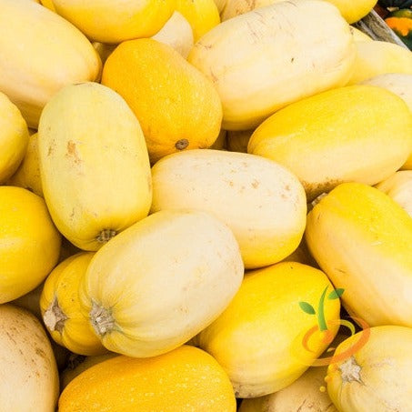 Winter squash Spaghetti seeds from SeedsNow, showing fresh seed packets with colorful labels and detailed product information.