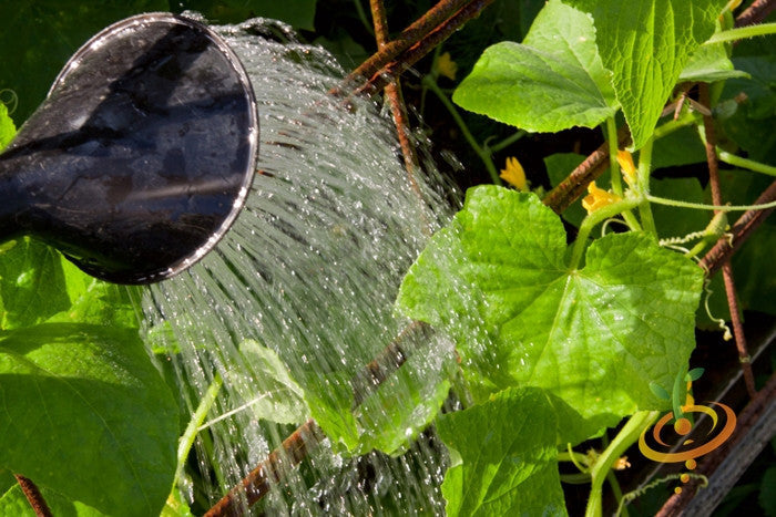 Watering Space Master cucumber plant with green leaves and yellow flowers in garden