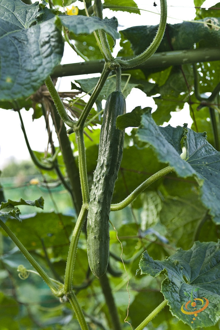 Chinese Snake cucumber growing on vine with green leaves in garden