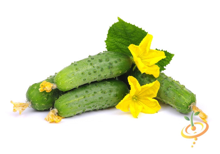 Fresh Boston Pickling cucumber plant with lush green vines and developing cucumbers from SeedsNow.