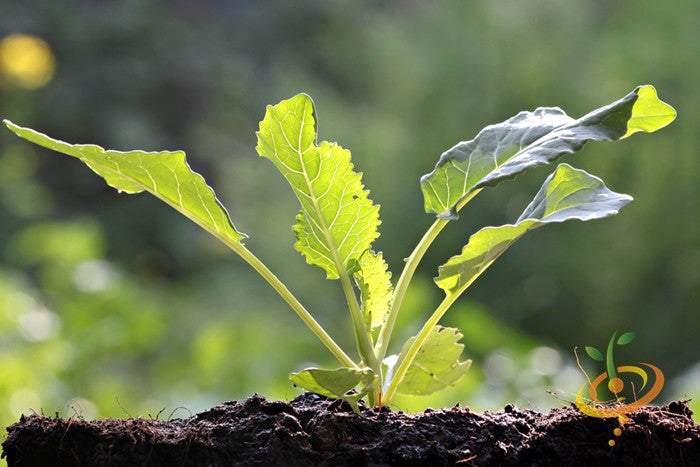 Fresh green Georgia Southern collard leaves from SeedsNow, ready for cooking or harvesting in a garden.