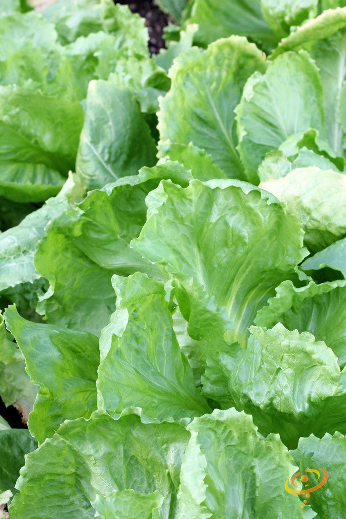 Broadleaf endive plant with lush green leaves, grown from SeedsNow Classic endive seeds, ready for harvest.