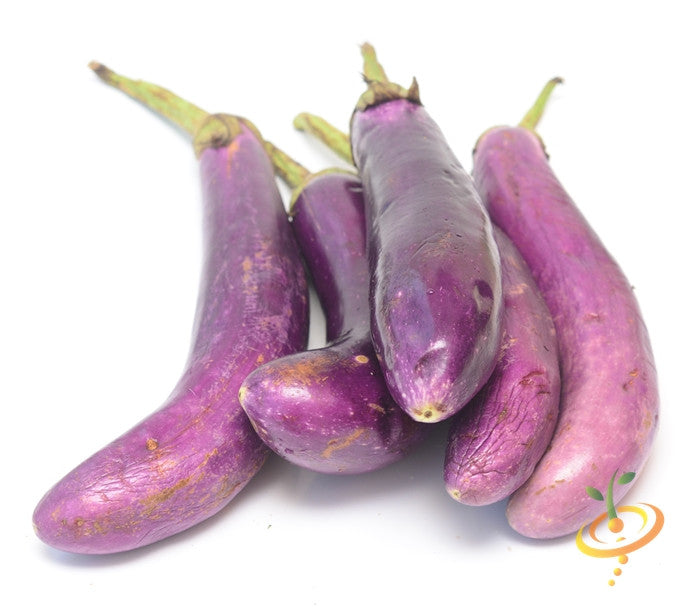 Long thin purple Eggplant (Aubergine) fruits for stir fries on white background
