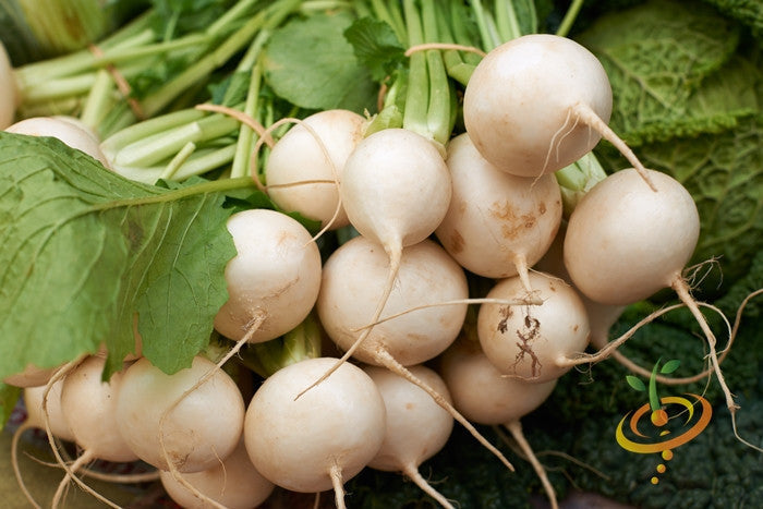 Golden Globe turnip seeds with white round turnips and green leaves close-up