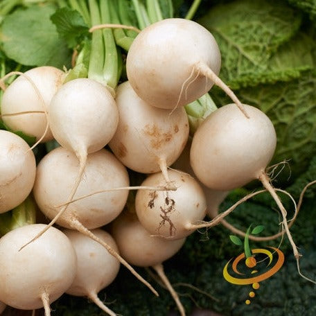 Order high quality Turnip Golden Globe seeds in the USA for your organic vegetable garden! Shop Open-pollinated OP, fresh, Heirloom, NON-GMO organic seeds & more!