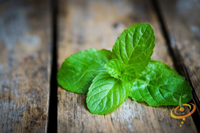 Fresh green spearmint seeds from SeedsNow, ready for planting in herb gardens or containers.