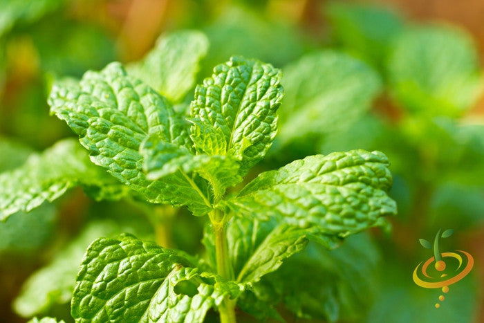 Fresh green spearmint seeds from SeedsNow, ideal for planting and growing aromatic mint in gardens or pots.