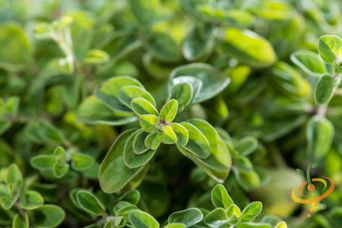Fresh Greek oregano seeds from SeedsNow, showcasing small green seeds ideal for planting and herb cultivation.