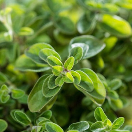 Fresh dried Greek oregano seeds from SeedsNow, shown in small grains with green and brown hues on a neutral background.